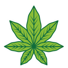 Cannabis Flower for Sale Cannabis Flower for Sale