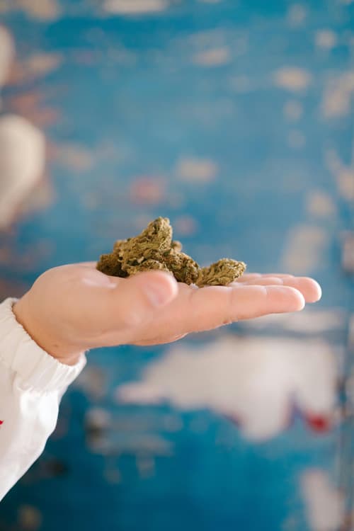 A hand holding cannabis flower bud - Puff Cannabis A hand holding cannabis flower bud - Puff Cannabis